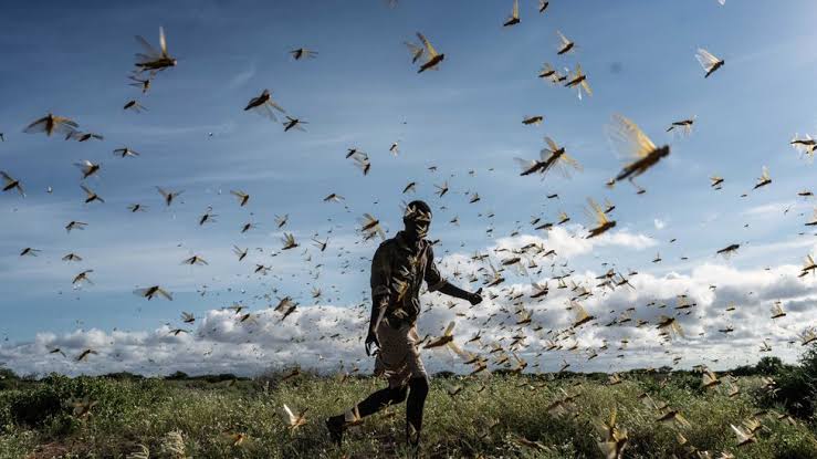 FG Confirms Outbreak Of Swarm Birds, Locusts
