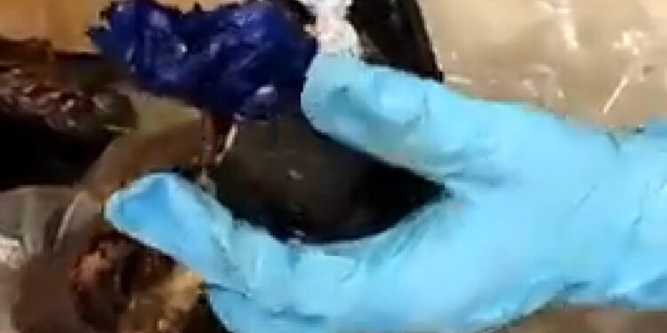 NDLEA: 442 Wraps Of Crystal Meth Found in Dried Fish Heads