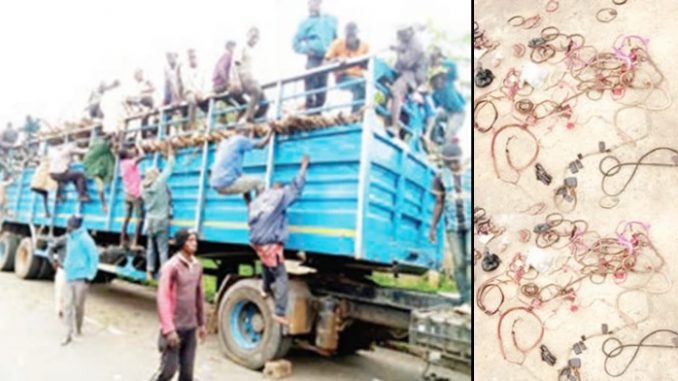 Amotekun Apprehends 168 Invaders Hiding Under Cows In Ondo