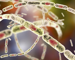 Anthrax Confirmed in Nigeria, First Case in Years