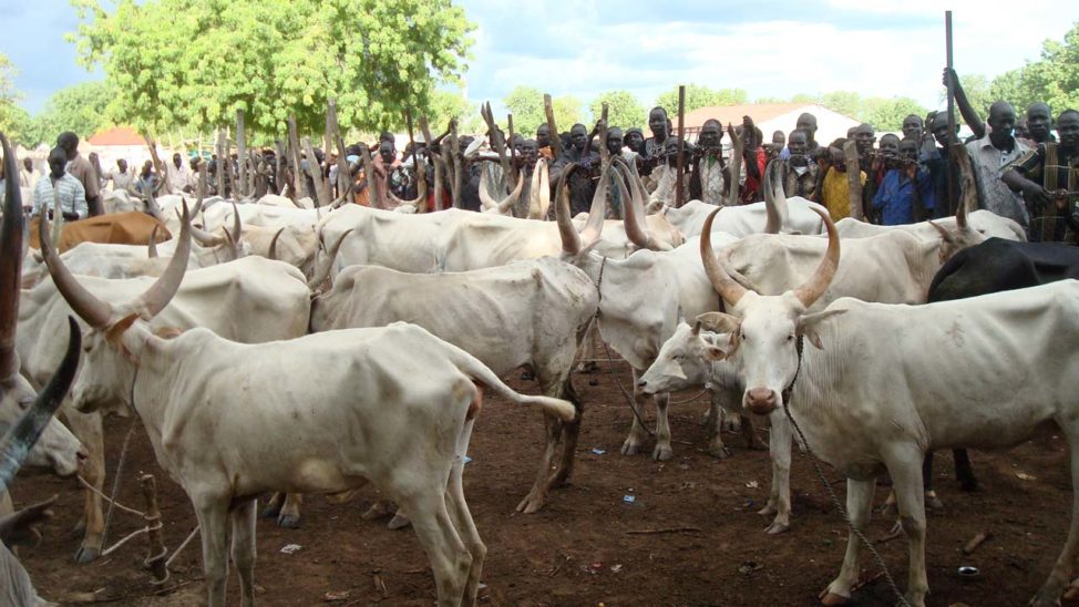 Drug Dealers Use Cows to Transport Illicit Substances into FCT, NACAT Warns Residents
