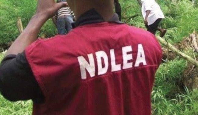 Rivers NDLEA Arrests 295 Drug Suspects, Seizes Over 562kg of Illicit Substances in 2023