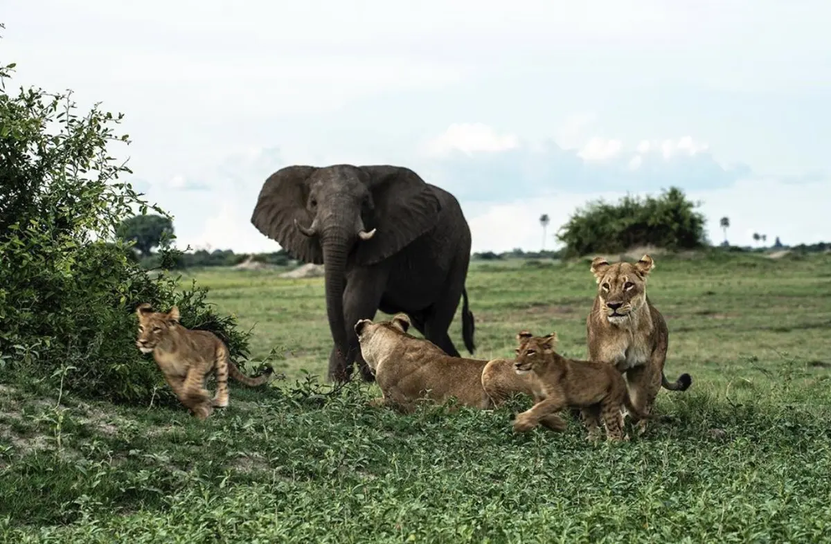 Federal Government Pledges to Enhance Wildlife Conservation Through Digital Innovation