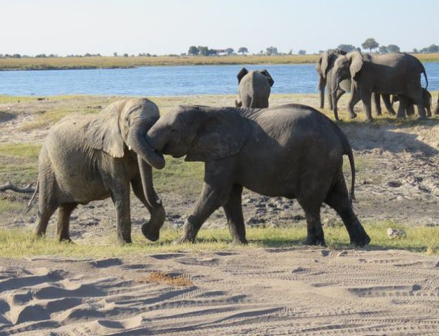 Botswana Breaks Ground on Forensic Laboratory to Combat Wildlife Crime