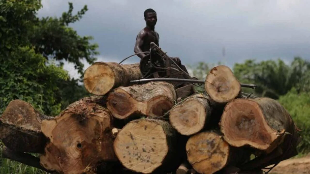 Cross River State Bans Logging Indefinitely