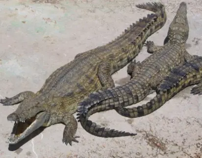 Fisherman Feared Eaten by Croc