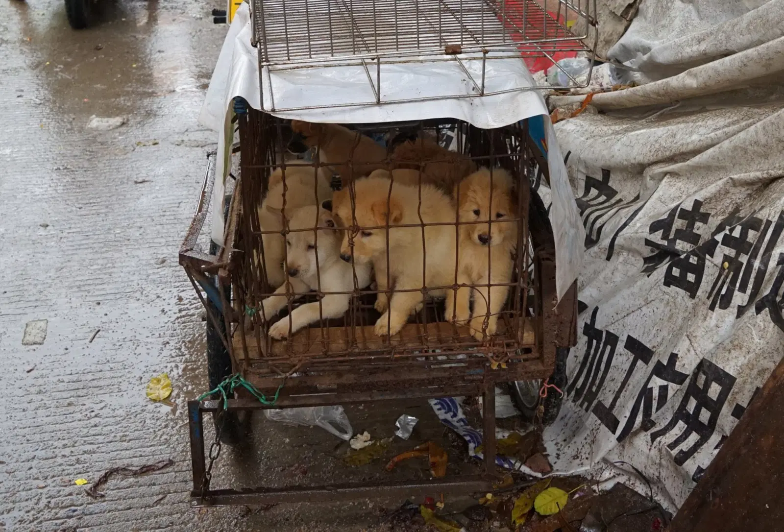 South Korea to Compensate Dog Meat Farmers Ahead of 2027 Ban