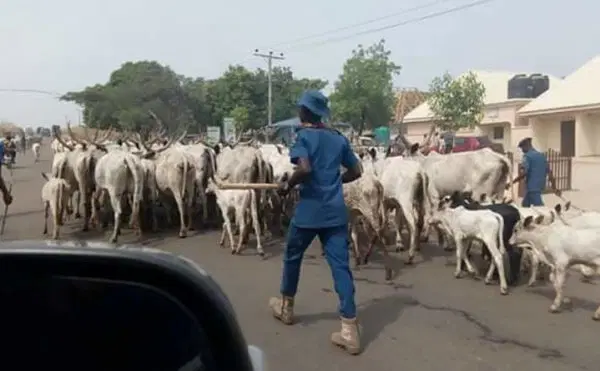 Ogun Govt Warns Herders: Open Grazing Still Banned, Offenders Risk 3-Year Jail Term