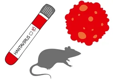 South Africa Confirms Human-Transmissible Hantavirus Strain in Evacuated Passenger